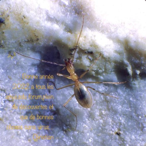 Réf. 296 583 : Aphaenops chappuisi